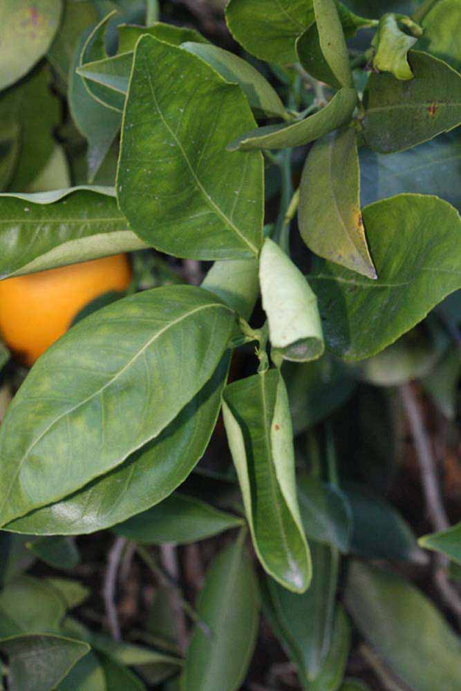            Shade leaves (Jaffa, Riverside, CA)   